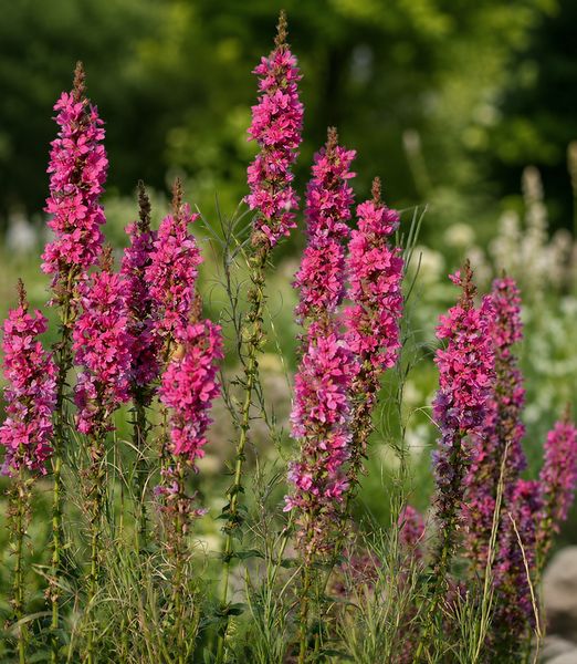 Lythrum salicaria 'Robin'
